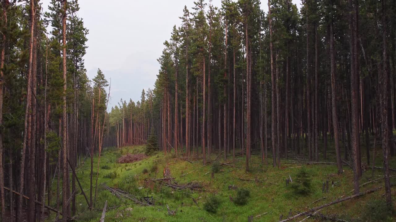 Lahopuuta pinottuna hakattuun mäntymetsään.