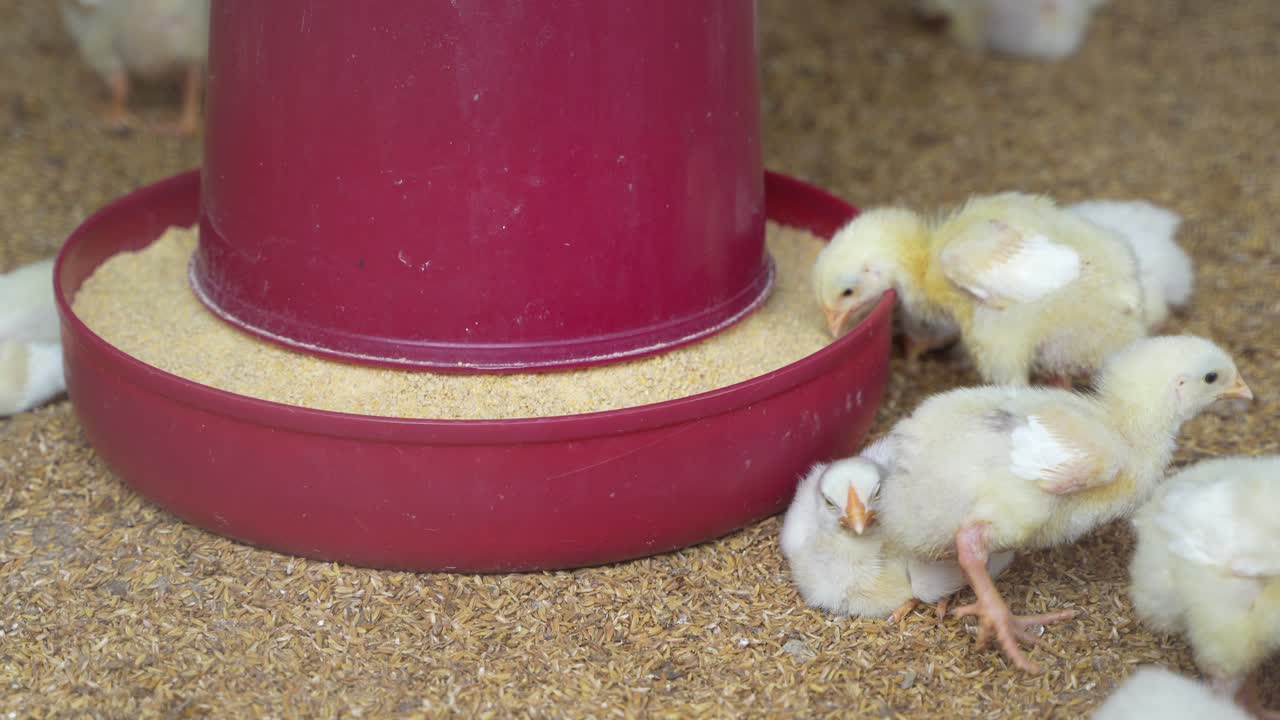 There are baby chickens in the poultry farm.