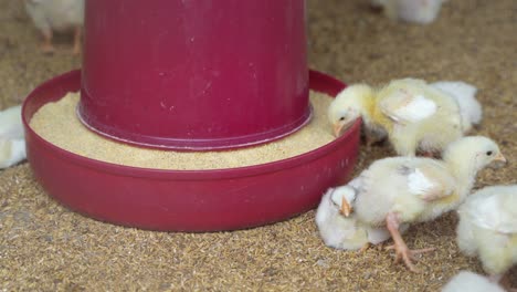 there are baby chickens in the poultry farm.