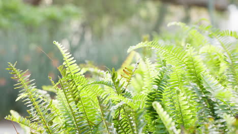 Grüner-Farn,-Tropischer-Und-Natürlicher-Wald