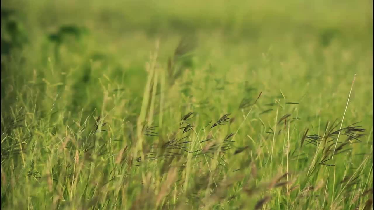Un campo de hierba verde