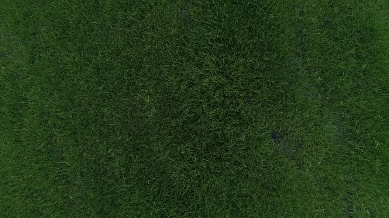 hierba verde como fondo vista aérea