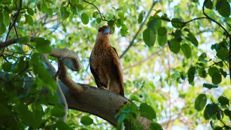 Curacao---Caracara-Vogel-Sitzt-An-Einem-Sonnigen-Tag-Im-Baum---Nahaufnahme