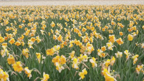 blooming yellow-white narcissus flower on a field springtime