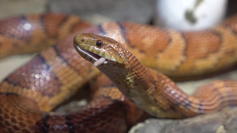 adult corn snake finishing a rat