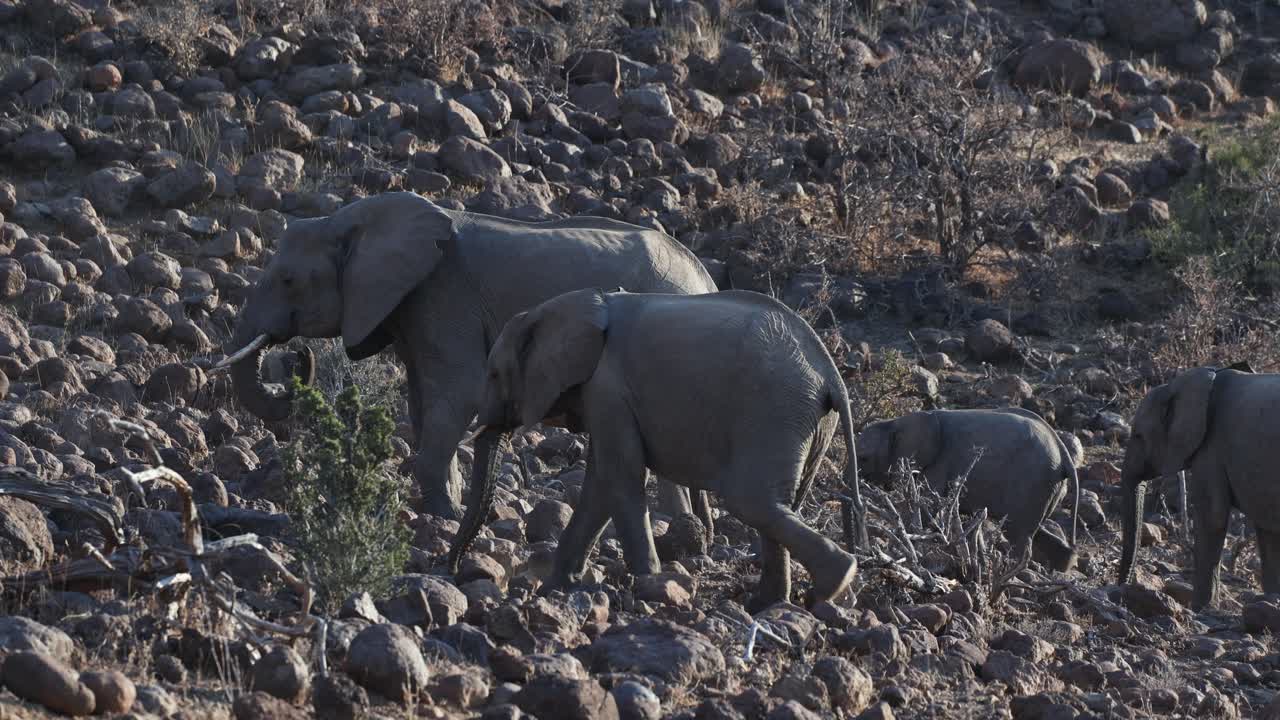 A herd of African elephants walking up a rocky hill in search of food, Tuli Botswana.