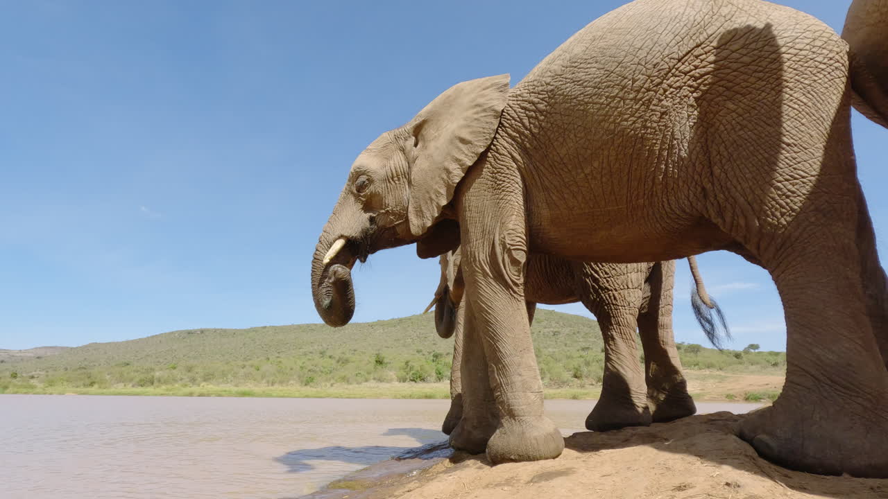 Elefante africano della savana che beve da una pozza d'acqua