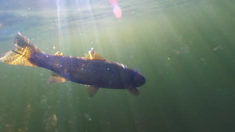 releasing cutthroat trout from a raft