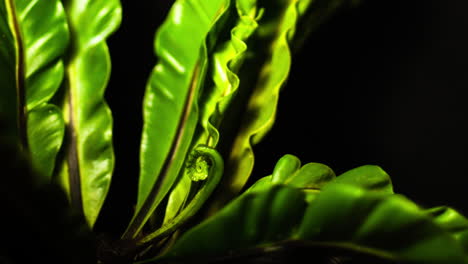 Nido-De-Asplenium---Nido-De-Pájaro-Cobra-Frondas-De-Helecho-Se-Están-Desplegando