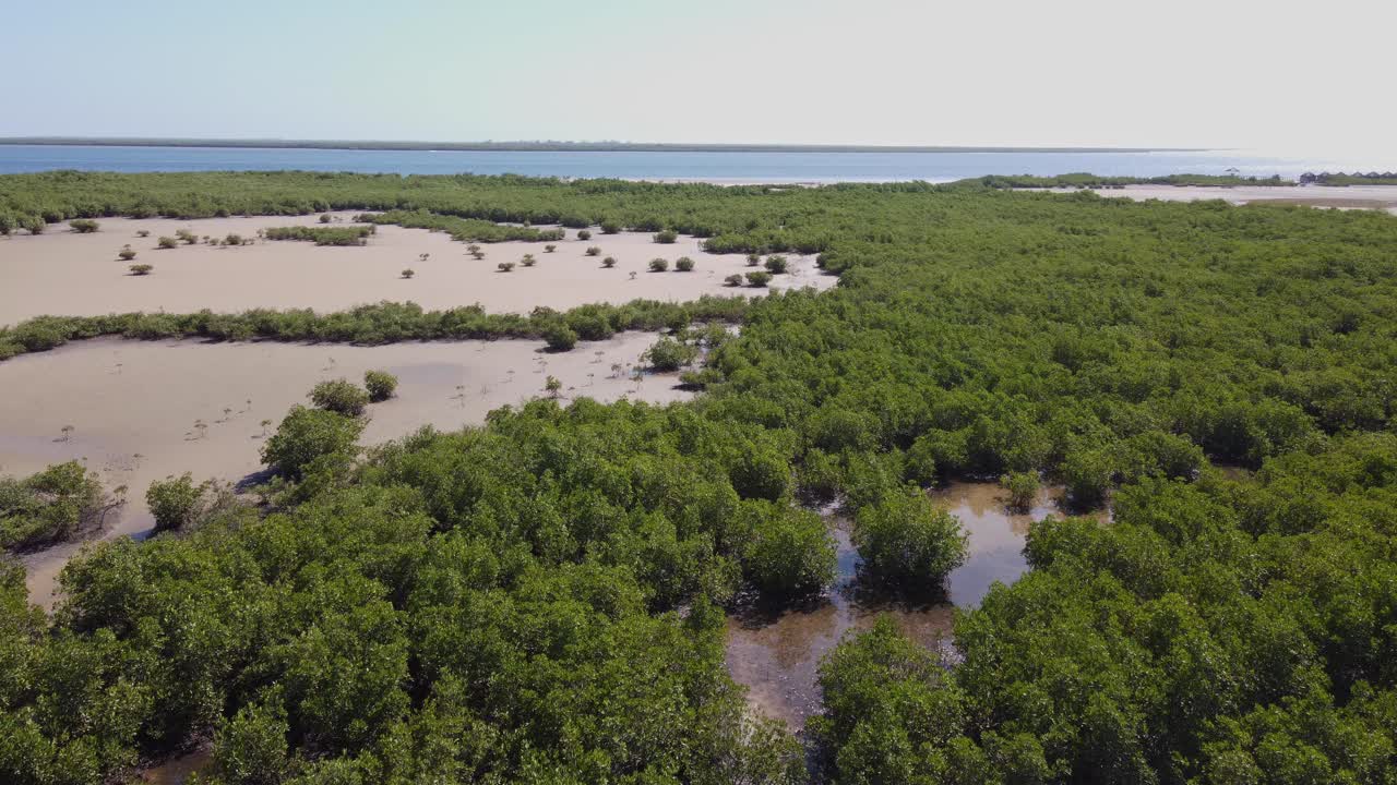 Aerial View of Mangrove Forest