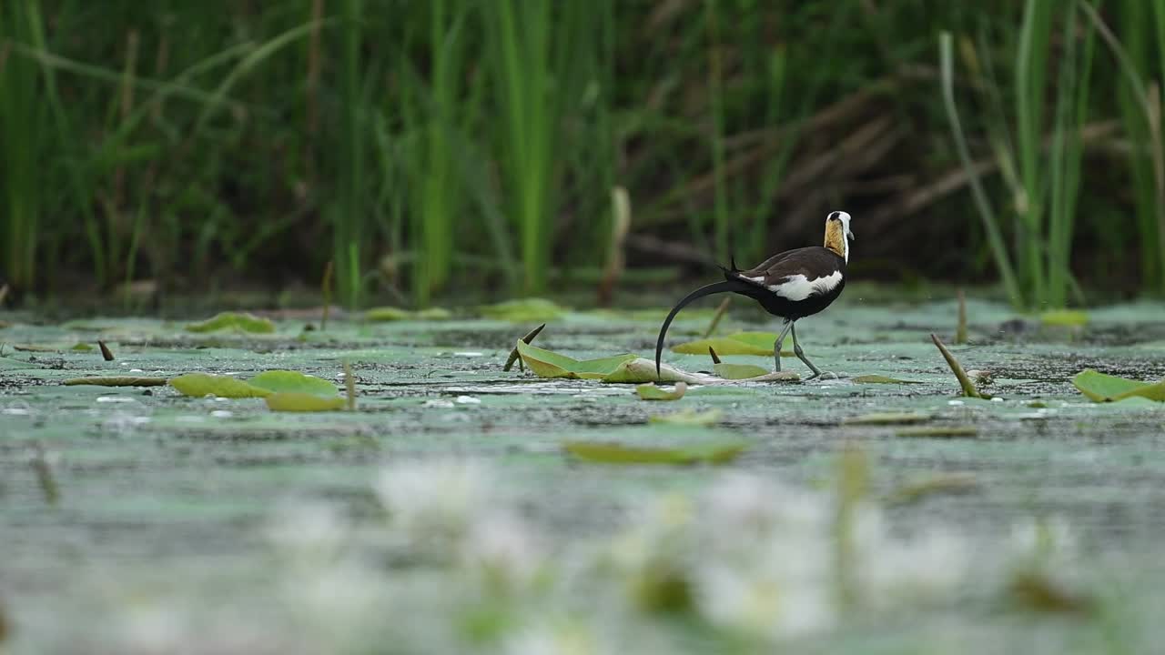 Floating leaves provide a perfect perch for the elegant long-tailed Jacana