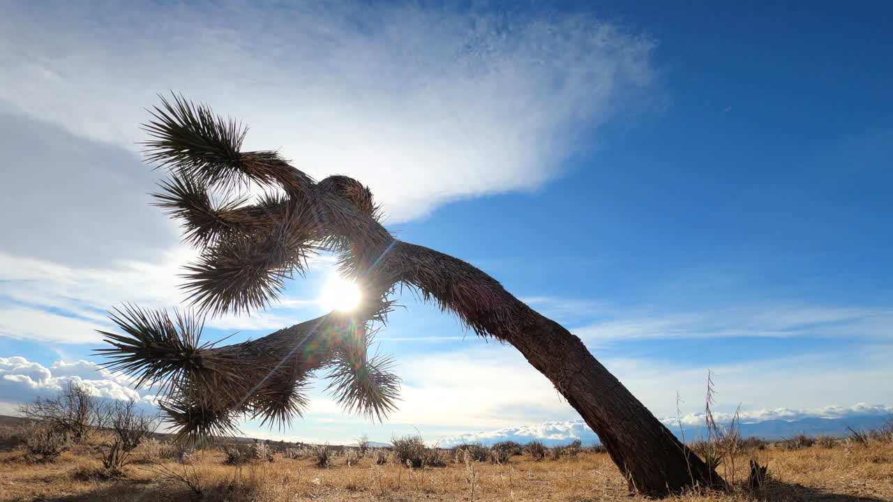 el sol del desierto brilla a través de las ramas de un árbol de joshua en el mojave - vista deslizante lenta