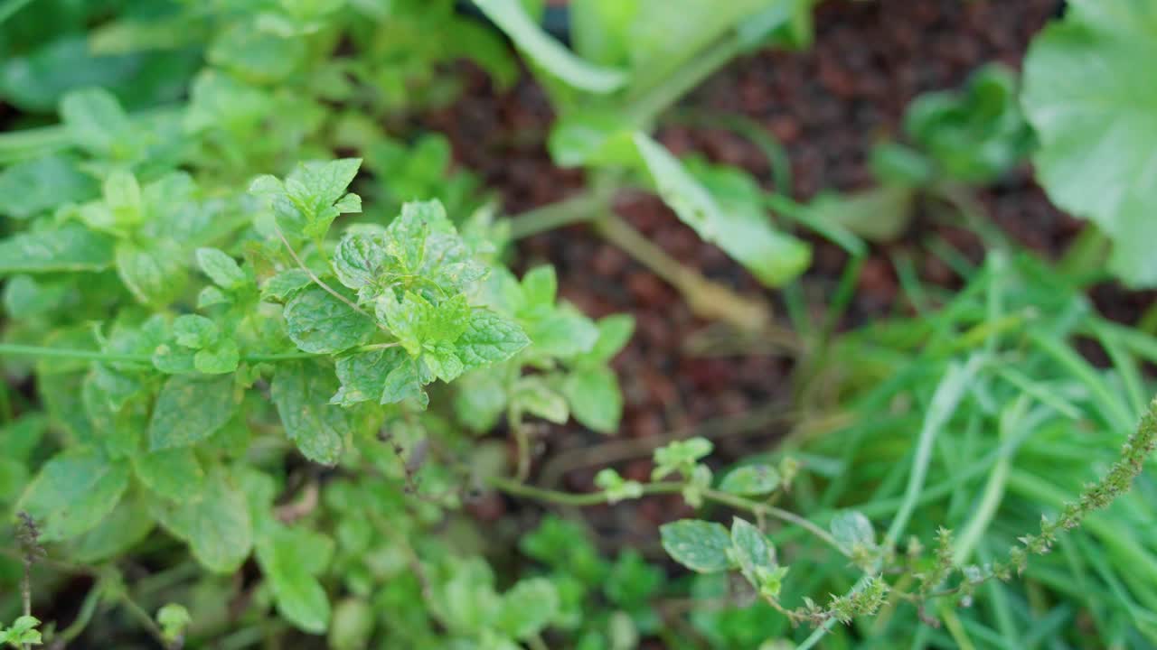 Vihreitä minttuyrttejä kasvamassa paisutetuista savikivistä aquaponic-puutarhassa. Yksityiskohtainen näkymä orgaanisesta viljelystä ilman maaperää.