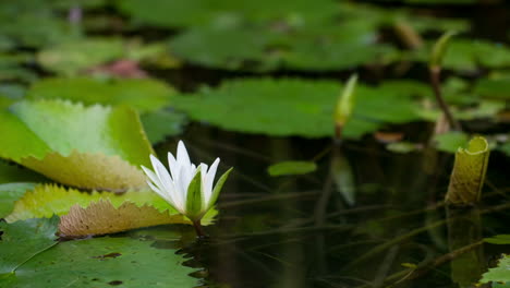 timelapse of water lily blooming