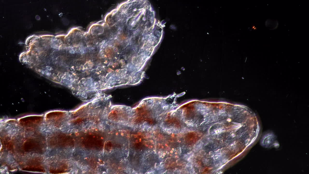 Microscopic View of Tardigrades (Water Bears)