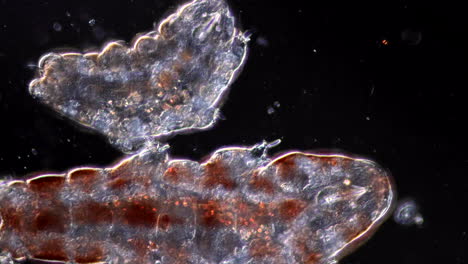 microscopic view of tardigrades (water bears)