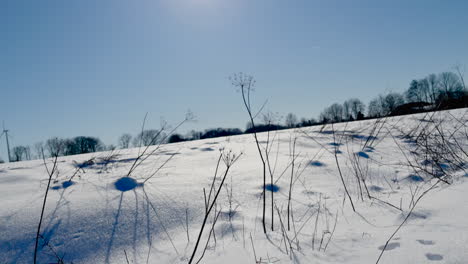 bare plants on the snowy field under blue sky with forest on the background