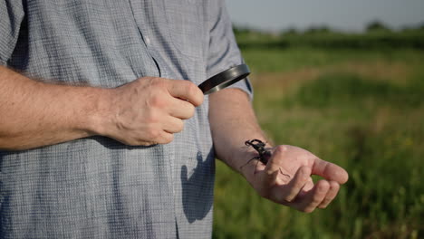 Researcher-looks-at-large-deer-beetle-through-a-magnifying-glass