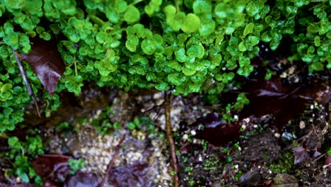 Lebendige-Kleeblätter-Bedecken-Den-Waldboden