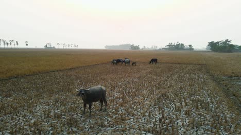 aerial drone footage captures controlled river country land