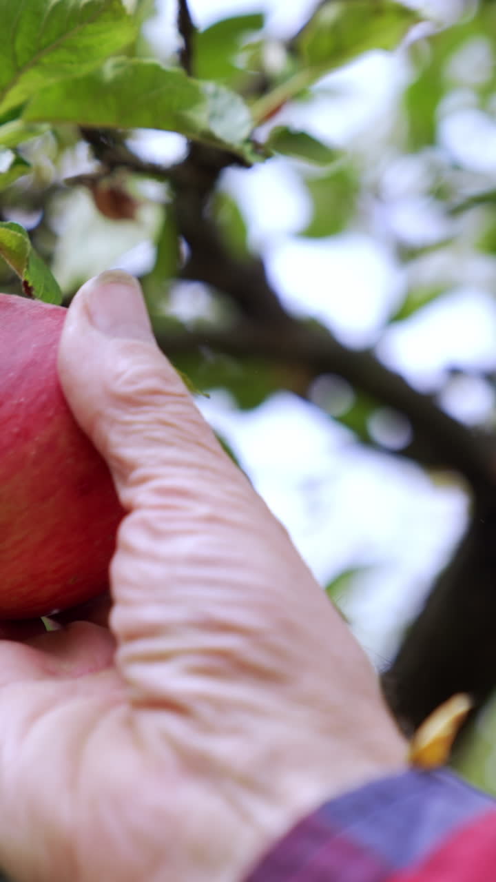 Apple hanging on the tree and waving slightly on the wind. Male hand picks the fruit from branch. Blurred backdrop. Vertical video