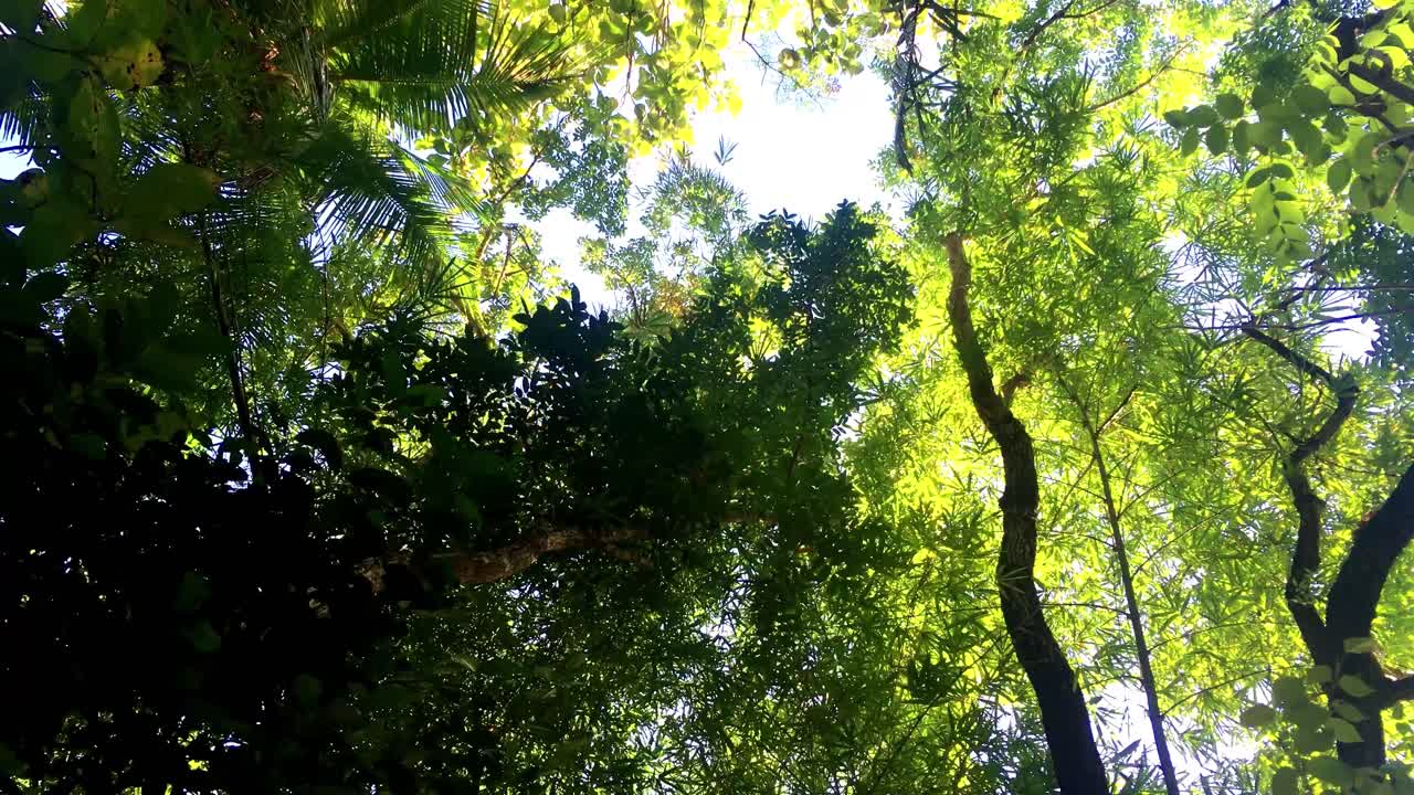 Vista dal basso di una lussureggiante chioma verde di alberi che ondeggia nel vento