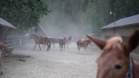 horses and mules playing, frolicking, and bucking