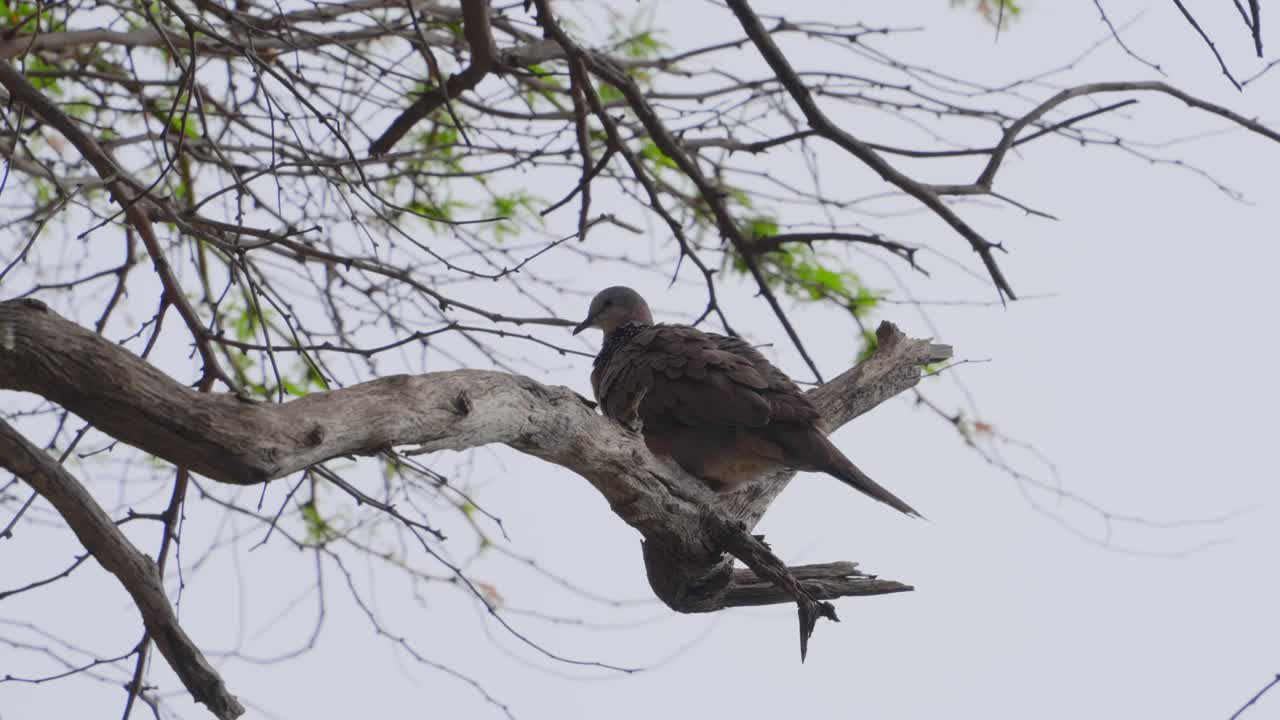 vista trasera de una paloma manchada mientras se alza en un árbol y limpia sus plumas