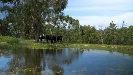 Una-Presa-En-La-Zona-Rural-De-Victoria-Australia-Con-Ganado-Blanco-Y-Negro-Resguardándose-Del-Calor-Junto-A-Ella