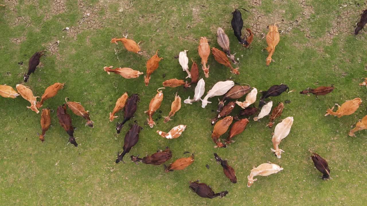 방글라데시의 푸른 초원에서 소 떼가 풀을 뜯고 있다