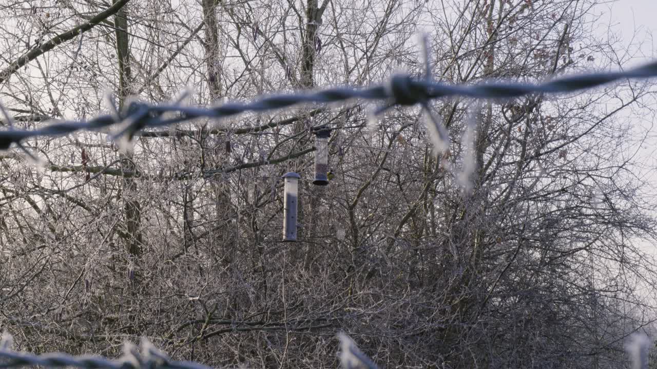 새들이 thetford 수녀원 호수 조류 서식지, 영국, 영국에서 날고있다