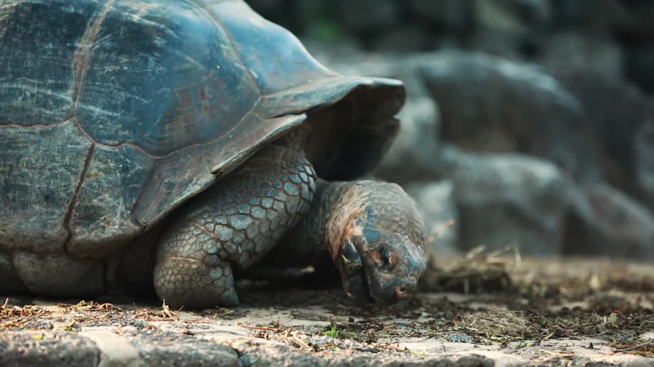 Galapagos Tortoise Feeding On Loose Vegetation