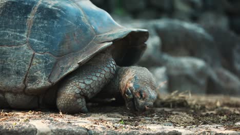 Tortuga-Galápagos-Alimentándose-De-Vegetación-Suelta