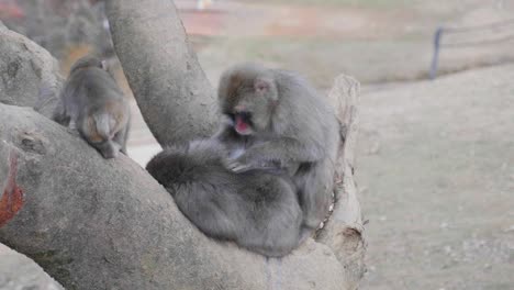 Family-of-Macaque-monkeys-playing-in-a-tree-in-a-park-in-Arashiyama,-Kyoto,-Japan