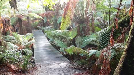 scenic rainforest path with lush greenery