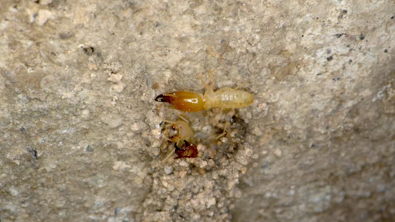 un lapso de tiempo de una colonia de termitas reparando un túnel de barro en el garaje en una toma casera en una lente super macro casi estilo geográfico nacional