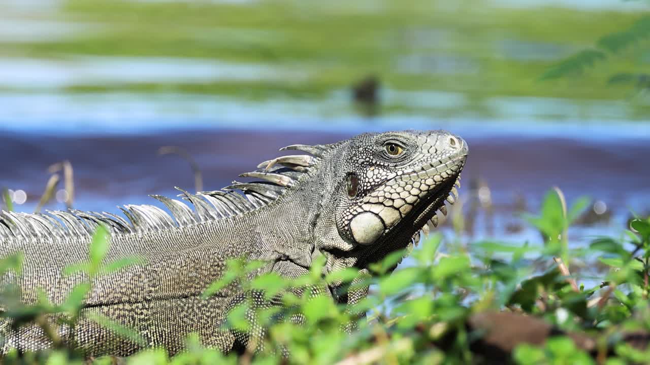 A green iguana next to a river in its habitat. Male iguana. Large species of arboreal herbivorous lizards
