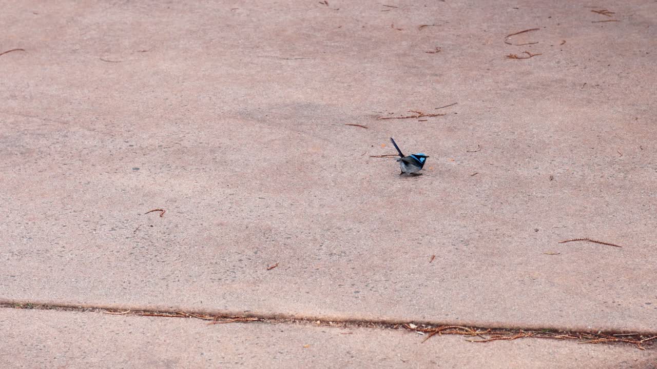A small bird moves across a concrete surface in daylight, captured in a series of still frames