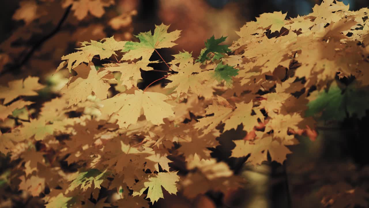A close-up shot of the colorful golden-orange maple tree leaves on the blurry background