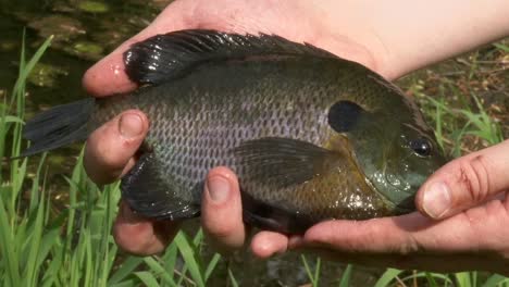 close-up of hand holding fish near a pond