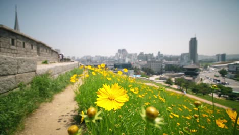 flores amarillas contra el telón de fondo de seúl