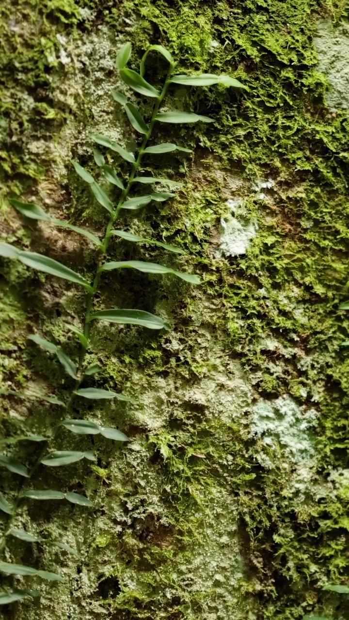 Una vista dettagliata di muschio e felce che crescono su un tronco d'albero in un ambiente forestale