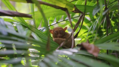 A close-up video capturing an adorable tarsier nestled between lush green trees in the heart of the Philippine jungle, showcasing its wide eyes and delicate features.