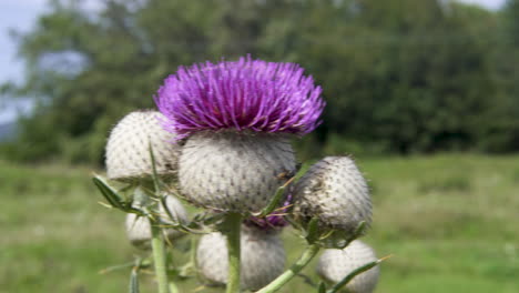 thistle swaying in the wind – close up shot 2 – static shot