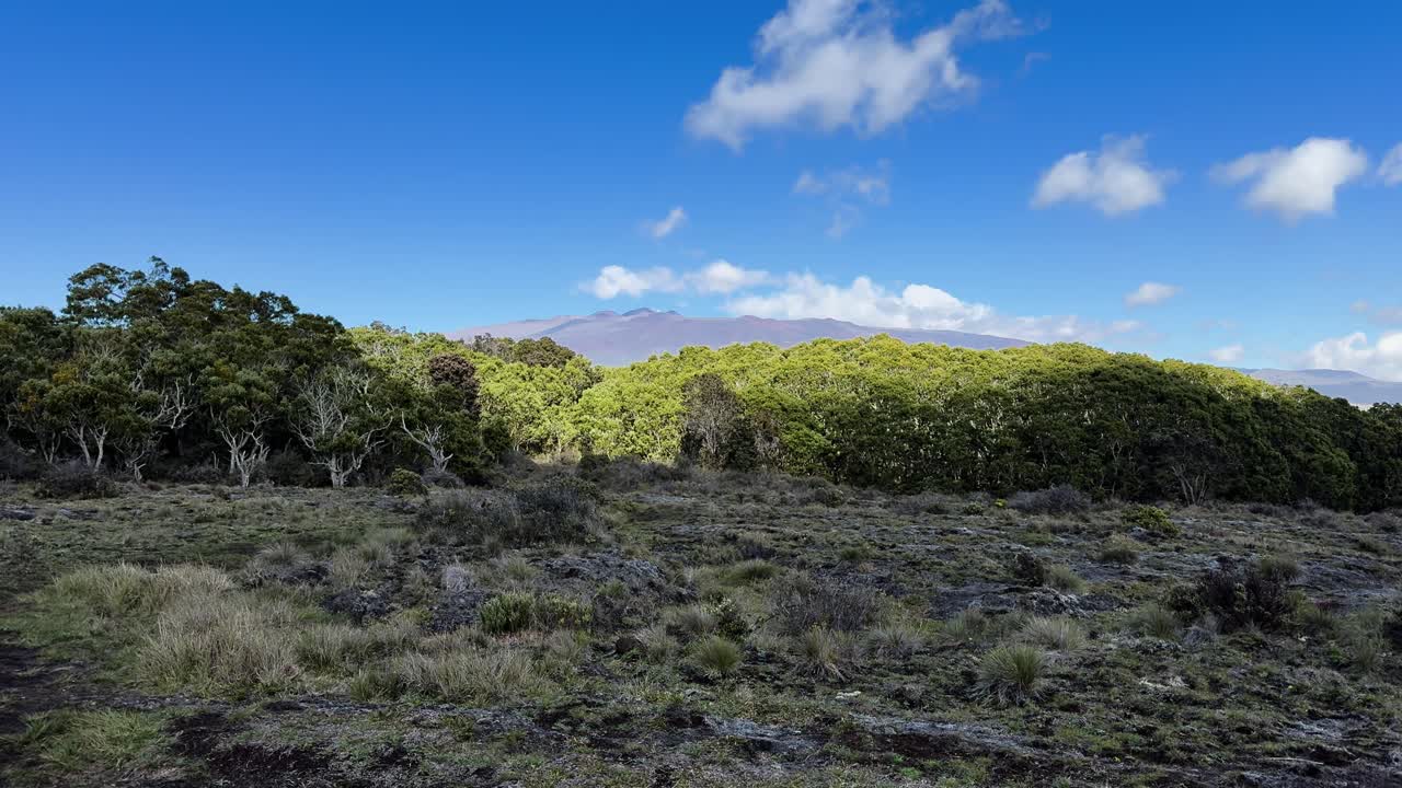 Vista fija de una ladera hawaiana con vegetación nativa, montaña distante y cielo azul