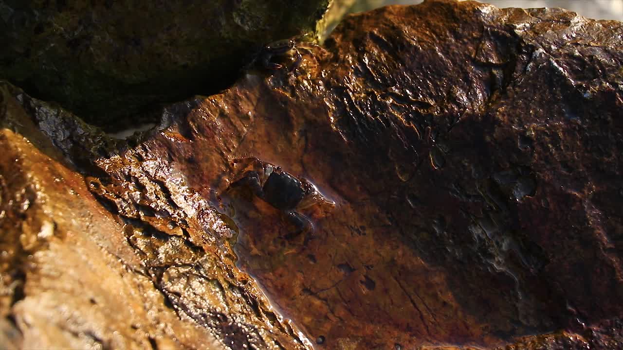 cangrejos peleando por el territorio en las aguas poco profundas del mar.