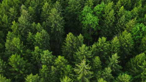 aerial of forest in switzerland