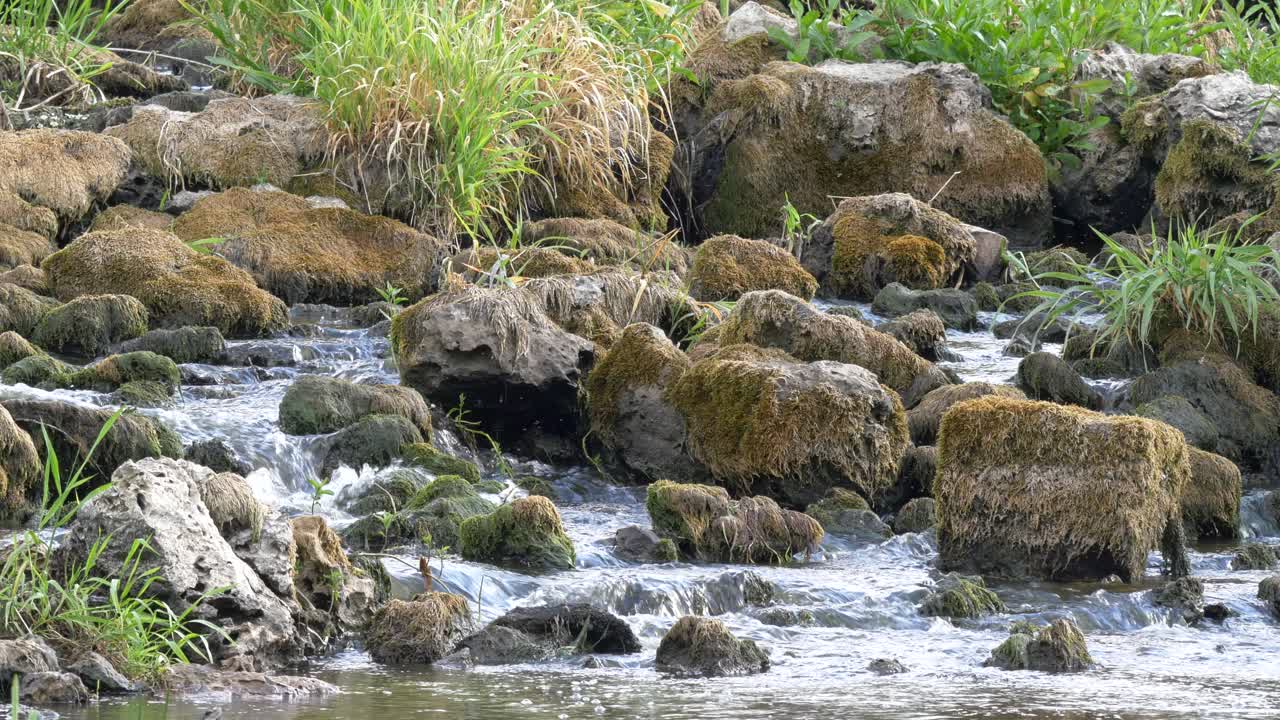 Beautiful Stream Flowing Admidst Tall Grass and Moss Covered Rocks