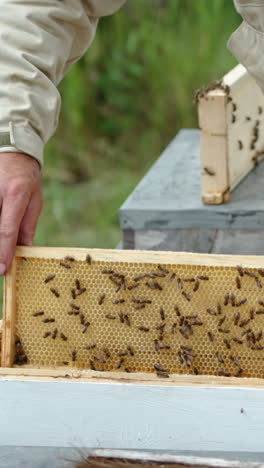 bee farmer pulls a frame out of a hive, examines it and turns it back. smoke coming from a smoker at the foreground. vertical video