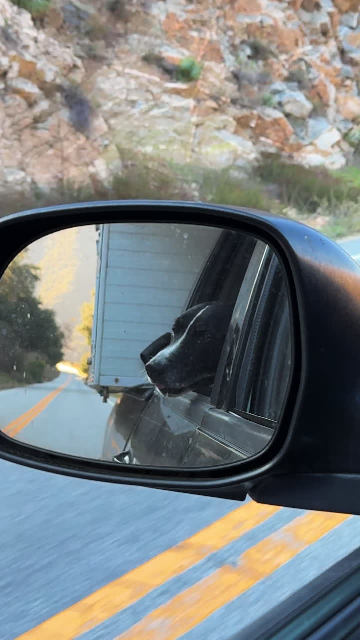 Riflesso cinematografico nello specchietto di un'auto di un felice Pitbull Terrier in bianco e nero che si gode la brezza durante un viaggio panoramico in auto in California